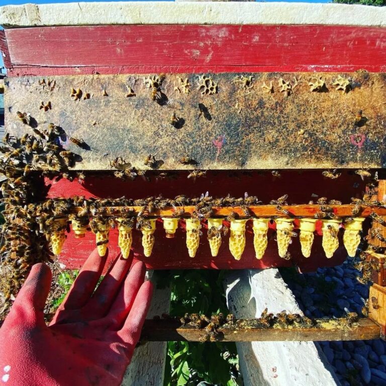 Tour a Local Honey Farm